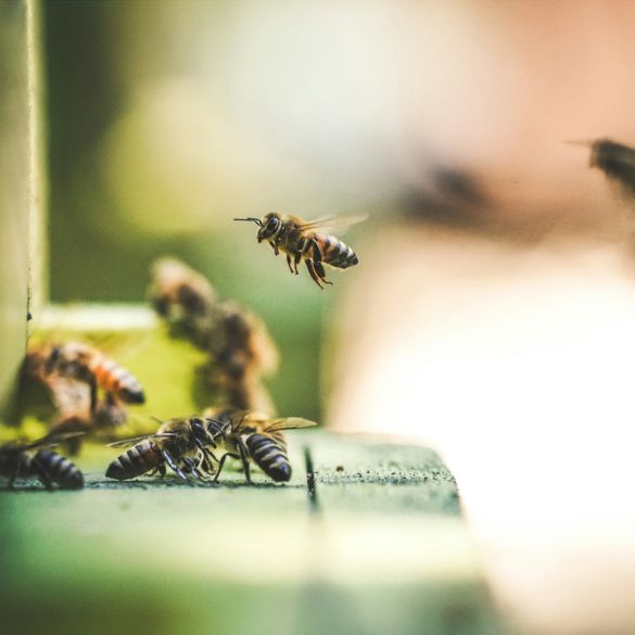 Vi pollinerar Stockholm!